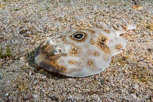 Bullseye torpedo electric ray, Punta Alta, Baja California, Mexico