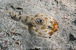 Bullseye torpedo electric ray, Punta Alta, Baja California, Mexico