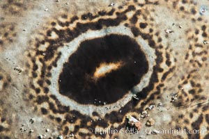 Bullseye torpedo electric ray, pattern detail, Sea of Cortez, Punta Alta, Baja California, Mexico