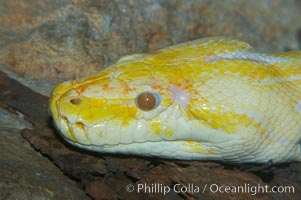 Burmese python.  The Burma python inhabits forests and streams in southeast Asia, Python molurus bivittatus