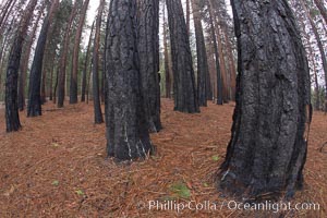 Burned tree trunks, charred bark, burnt trees resulting from a controlled burn fire, Yosemite National Park, California