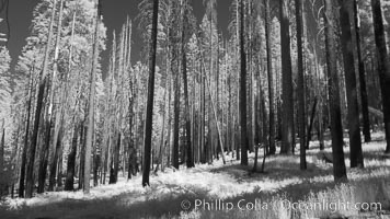 Burned trees, fire damaged and killed, dead, Mariposa Grove