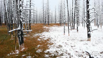 Burned trees in grass meadow in Lower Geyser Basin.  Grass on the left has hot runoff from nearby thermal springs, keeping it free of snow, Yellowstone National Park, Wyoming