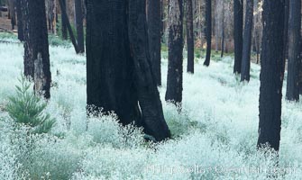 Lowlying plants grow where a forest fire has cleared the forest floor of debris, allowing seeds of small shrubs and trees to take root.  The charred and burnt trees remain behind, some of them still alive in spite of their blackened appearance, Mariposa Grove, Yosemite National Park, California