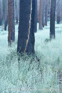 Lowlying plants grow where a forest fire has cleared the forest floor of debris, allowing seeds of small shrubs and trees to take root.  The charred and burnt trees remain behind, some of them still alive in spite of their blackened appearance, Mariposa Grove, Yosemite National Park, California