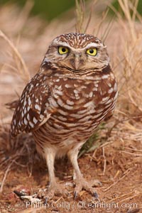 Burrowing owl (Western North American race hypugaea). This 10-inch-tall burrowing owl is standing besides its burrow. These burrows are usually created by squirrels, prairie dogs, or other rodents and even turtles, and only rarely dug by the owl itself.