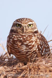 Burrowing owl (Western North American race hypugaea). This 10-inch-tall burrowing owl is standing besides its burrow. These burrows are usually created by squirrels, prairie dogs, or other rodents and even turtles, and only rarely dug by the owl itself, Athene cunicularia, Athene cunicularia hypugaea, Salton Sea, Imperial County, California