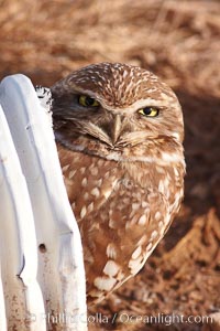 A burrowing owl peeks out of a drainage pipe.  This 10-inch-tall burrowing owl is standing besides its burrow. These burrows are usually created by squirrels, prairie dogs, or other rodents and even turtles, and only rarely dug by the owl itself, Athene cunicularia, Athene cunicularia hypugaea, Salton Sea, Imperial County, California