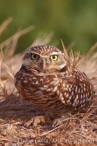 Burrowing owl (Western North American race hypugaea). This 10-inch-tall burrowing owl is standing besides its burrow. These burrows are usually created by squirrels, prairie dogs, or other rodents and even turtles, and only rarely dug by the owl itself, Athene cunicularia, Athene cunicularia hypugaea, Salton Sea, Imperial County, California