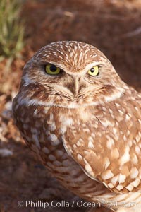 Burrowing owl (Western North American race hypugaea). This 10-inch-tall burrowing owl is standing besides its burrow. These burrows are usually created by squirrels, prairie dogs, or other rodents and even turtles, and only rarely dug by the owl itself, Athene cunicularia, Athene cunicularia hypugaea, Salton Sea, Imperial County, California