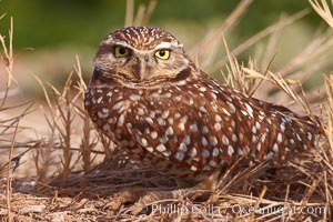 Burrowing owl (Western North American race hypugaea). This 10-inch-tall burrowing owl is standing besides its burrow. These burrows are usually created by squirrels, prairie dogs, or other rodents and even turtles, and only rarely dug by the owl itself, Athene cunicularia, Athene cunicularia hypugaea, Salton Sea, Imperial County, California