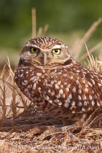 Burrowing owl (Western North American race hypugaea). This 10-inch-tall burrowing owl is standing besides its burrow. These burrows are usually created by squirrels, prairie dogs, or other rodents and even turtles, and only rarely dug by the owl itself, Athene cunicularia, Athene cunicularia hypugaea, Salton Sea, Imperial County, California