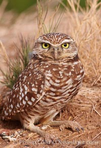 Burrowing owl (Western North American race hypugaea). This 10-inch-tall burrowing owl is standing besides its burrow. These burrows are usually created by squirrels, prairie dogs, or other rodents and even turtles, and only rarely dug by the owl itself, Athene cunicularia, Athene cunicularia hypugaea, Salton Sea, Imperial County, California