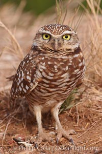 Burrowing owl (Western North American race hypugaea). This 10-inch-tall burrowing owl is standing besides its burrow. These burrows are usually created by squirrels, prairie dogs, or other rodents and even turtles, and only rarely dug by the owl itself, Athene cunicularia, Athene cunicularia hypugaea, Salton Sea, Imperial County, California