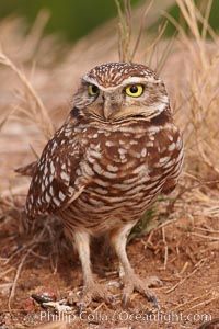 Burrowing owl (Western North American race hypugaea). This 10-inch-tall burrowing owl is standing besides its burrow. These burrows are usually created by squirrels, prairie dogs, or other rodents and even turtles, and only rarely dug by the owl itself, Athene cunicularia, Athene cunicularia hypugaea, Salton Sea, Imperial County, California