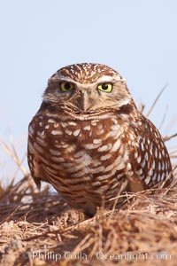 Burrowing owl (Western North American race hypugaea). This 10-inch-tall burrowing owl is standing besides its burrow. These burrows are usually created by squirrels, prairie dogs, or other rodents and even turtles, and only rarely dug by the owl itself, Athene cunicularia, Athene cunicularia hypugaea, Salton Sea, Imperial County, California