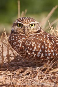 Burrowing owl (Western North American race hypugaea). This 10-inch-tall burrowing owl is standing besides its burrow. These burrows are usually created by squirrels, prairie dogs, or other rodents and even turtles, and only rarely dug by the owl itself, Athene cunicularia, Athene cunicularia hypugaea, Salton Sea, Imperial County, California