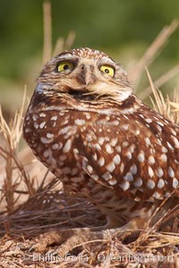 Burrowing owl (Western North American race hypugaea). This 10-inch-tall burrowing owl is standing besides its burrow. These burrows are usually created by squirrels, prairie dogs, or other rodents and even turtles, and only rarely dug by the owl itself, Athene cunicularia, Athene cunicularia hypugaea, Salton Sea, Imperial County, California