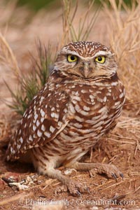 Burrowing owl (Western North American race hypugaea). This 10-inch-tall burrowing owl is standing besides its burrow. These burrows are usually created by squirrels, prairie dogs, or other rodents and even turtles, and only rarely dug by the owl itself, Athene cunicularia, Athene cunicularia hypugaea, Salton Sea, Imperial County, California