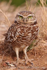 Burrowing owl (Western North American race hypugaea). This 10-inch-tall burrowing owl is standing besides its burrow. These burrows are usually created by squirrels, prairie dogs, or other rodents and even turtles, and only rarely dug by the owl itself, Athene cunicularia, Athene cunicularia hypugaea, Salton Sea, Imperial County, California