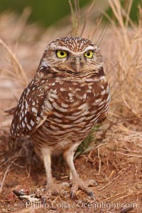 Burrowing owl (Western North American race hypugaea). This 10-inch-tall burrowing owl is standing besides its burrow. These burrows are usually created by squirrels, prairie dogs, or other rodents and even turtles, and only rarely dug by the owl itself, Athene cunicularia, Athene cunicularia hypugaea, Salton Sea, Imperial County, California