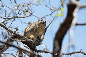 Bush hyrax, or yellow-spotted rock hyrax, Meru National Park, Kenya, Heterohyrax brucei