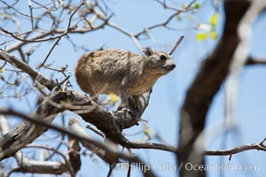 Bush hyrax, or yellow-spotted rock hyrax, Meru National Park, Kenya, Heterohyrax brucei