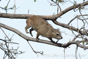 Bush hyrax, or yellow-spotted rock hyrax, Meru National Park, Kenya, Heterohyrax brucei
