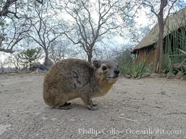 Bush hyrax, or yellow-spotted rock hyrax, Meru National Park, Kenya, Heterohyrax brucei