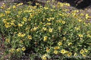 Bush sunflower, Batiquitos Lagoon, Carlsbad, Encelia californica