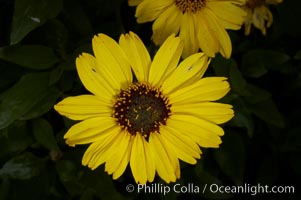 Bush sunflower, Batiquitos Lagoon, Carlsbad, Encelia californica