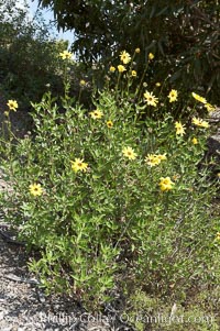 Bush sunflower, Batiquitos Lagoon, Carlsbad. California, USA, Encelia californica, natural history stock photograph, photo id 11326
