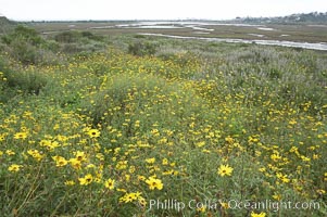 Bush sunflower, Encelia californica, San Elijo Lagoon, Encinitas, California