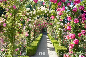 Butchart Gardens, a group of floral display gardens in Brentwood Bay, British Columbia, Canada, near Victoria on Vancouver Island. It is an internationally-known tourist attraction which receives more than a million visitors each year., natural history stock photograph, photo id 21141