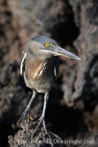 Lava heron on volcanic rocks at the oceans edge, Punta Albemarle, Butorides sundevalli, Isabella Island