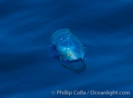 By-the-wind-sailor hydroid colony, open ocean, Velella velella, San Diego, California