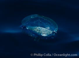 By-the-wind-sailor hydroid colony, open ocean, Velella velella, San Diego, California