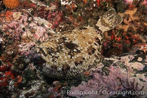 C-O sole (turbot), Pleuronichthys coenosus, Santa Barbara Island