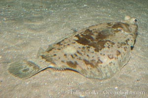 C-O sole, Pleuronichthys coenosus