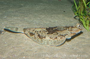 C-O sole, Pleuronichthys coenosus