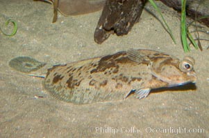 C-O sole, Pleuronichthys coenosus