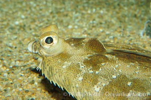 C-O sole, Pleuronichthys coenosus