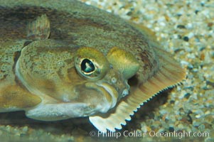 C-O sole, Pleuronichthys coenosus