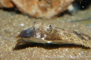 Eyes of a C-O sole, Pleuronichthys coenosus