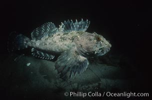 Cabezon, Scorpaenichthys marmoratus, La Jolla, California