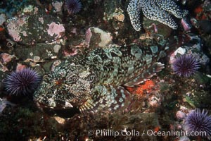 Cabezon, Scorpaenichthys marmoratus, Santa Barbara Island