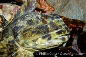 Cabazon, portrait, Scorpaenichthys marmoratus