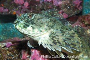 Cabazon.  Large cabazons sometimes lie camoflaged on top of deep rocky outcroppings.  Juveniles are often found in shallow water, Scorpaenichthys marmoratus