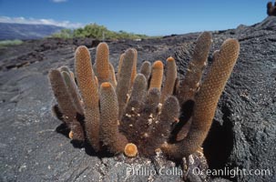 Cactus and lava field, Punta Espinosa, Fernandina Island