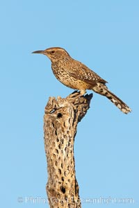 Cactus wren, Campylorhynchus brunneicapillus, Amado, Arizona